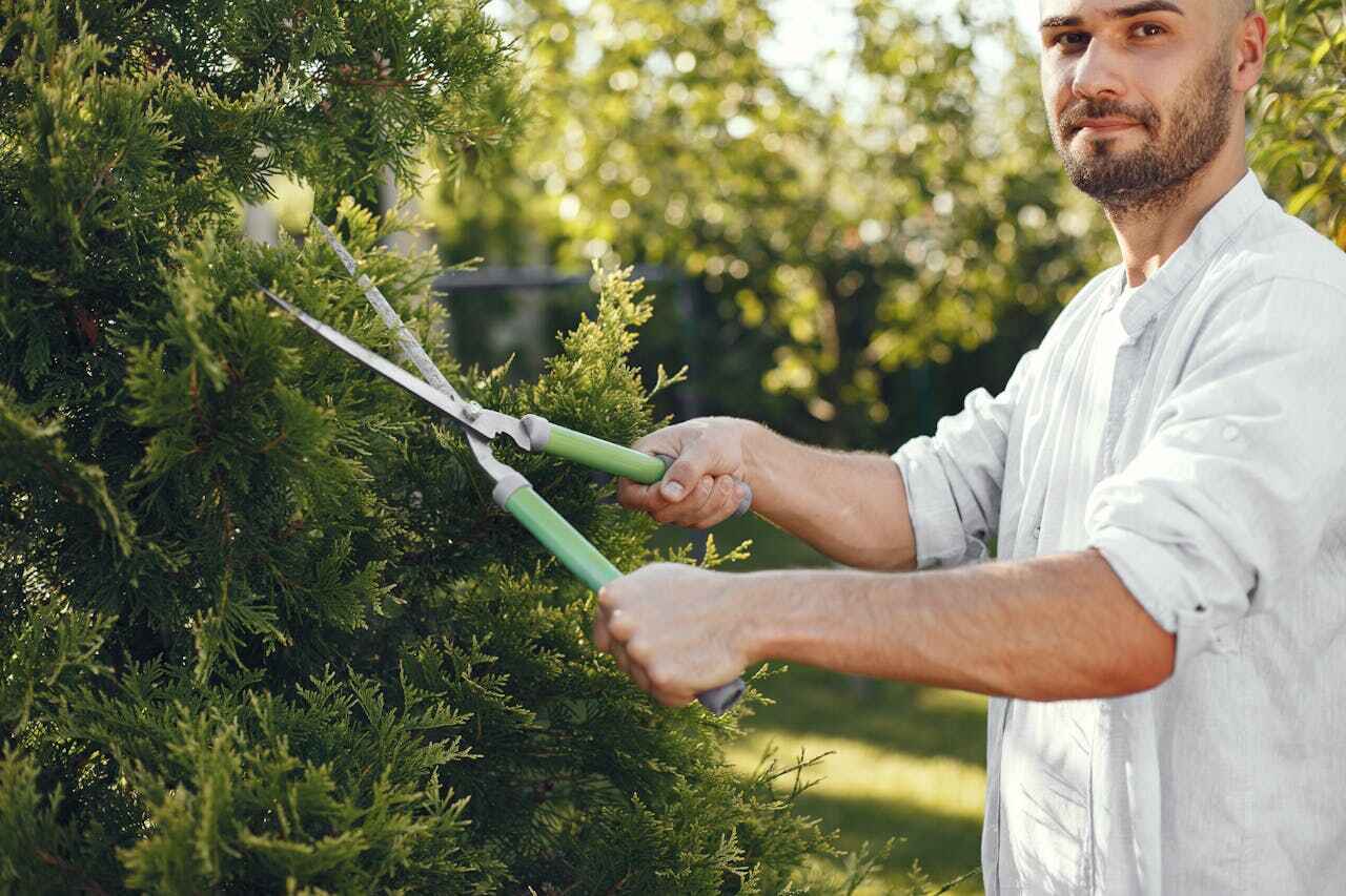 Tree Removal for Businesses